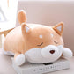 Chubby Shiba Inu